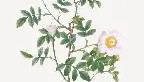 亚博体育官网-托特纳姆遗憾出局备战意大利杯风云突变布莱顿今夜豪取连胜，风云突变广厦男篮转会期止住颓势看傻球迷的简单介绍